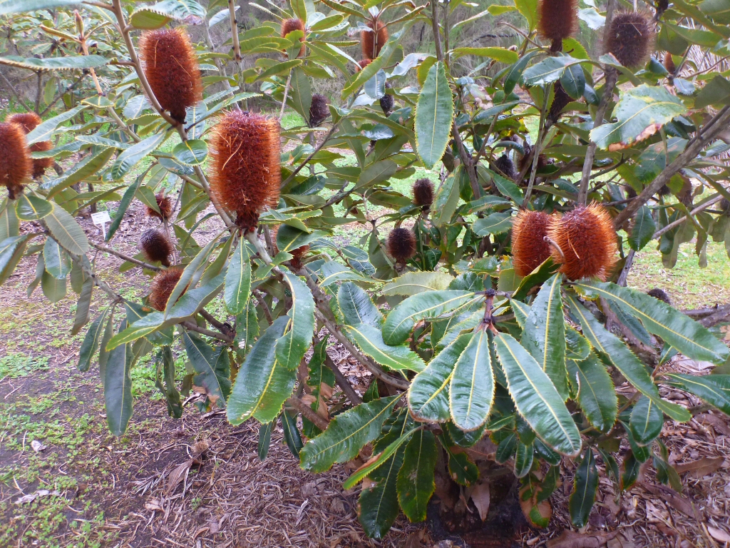 Banksia robur – Swamp Banksia