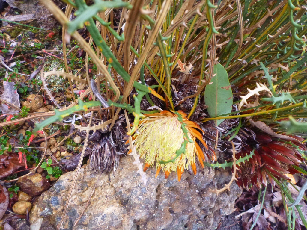 Dryandra ferruginea