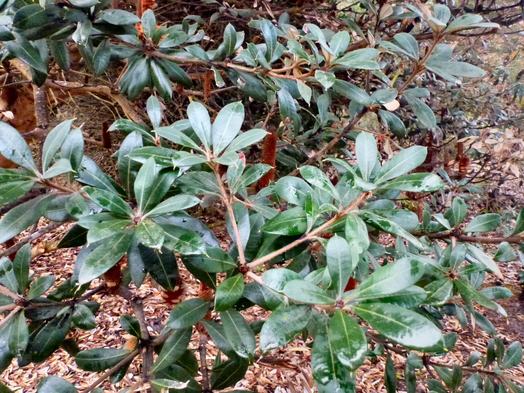 Banksia saxicola – Grampians Banksia