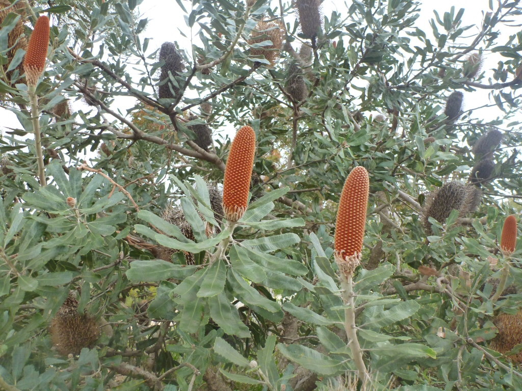 Banksia sceptrum – Sceptre Banksia