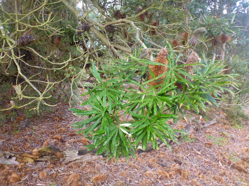Banksia seminuda – River Banksia