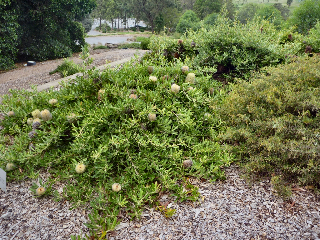 Banksia serrata ‘Pygmy Possum’