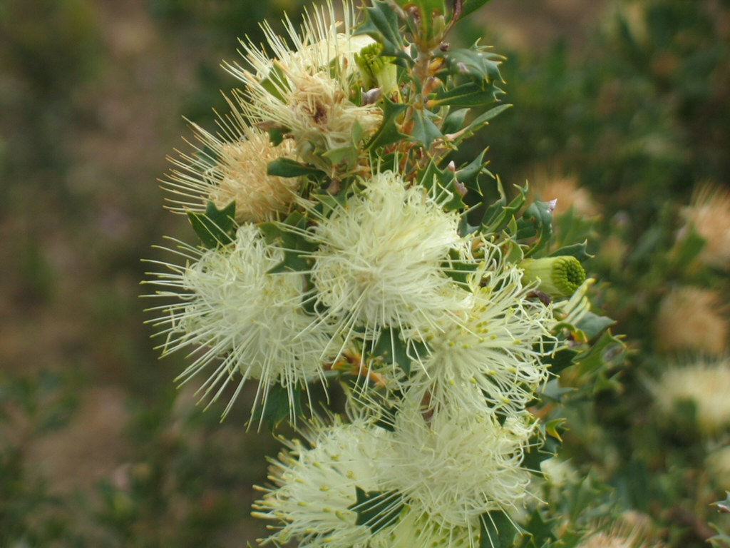 Dryandra sessilis – Parrot Bush