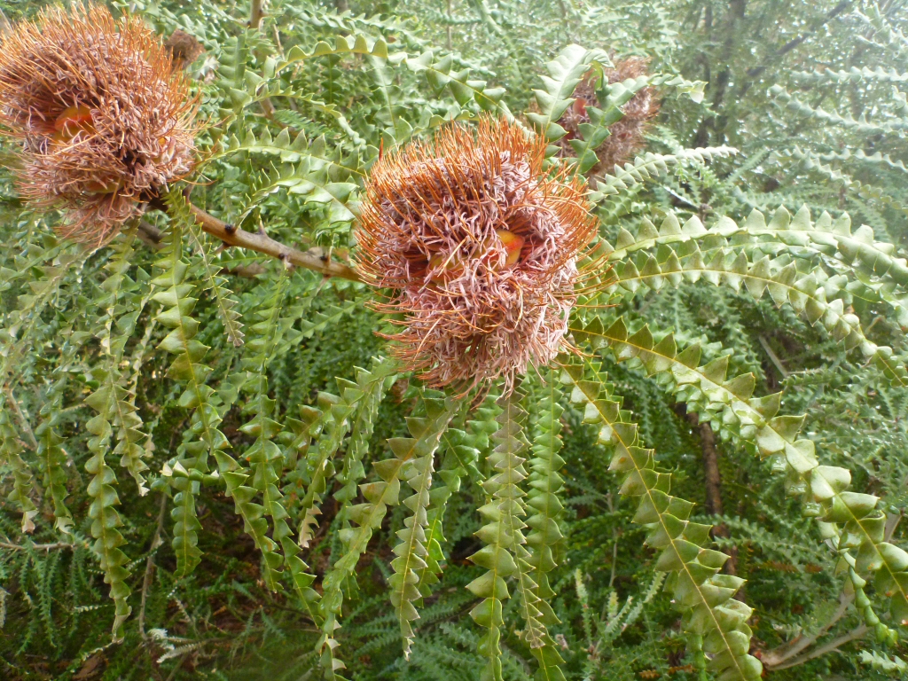 Banksia speciosa – Showy Banksia