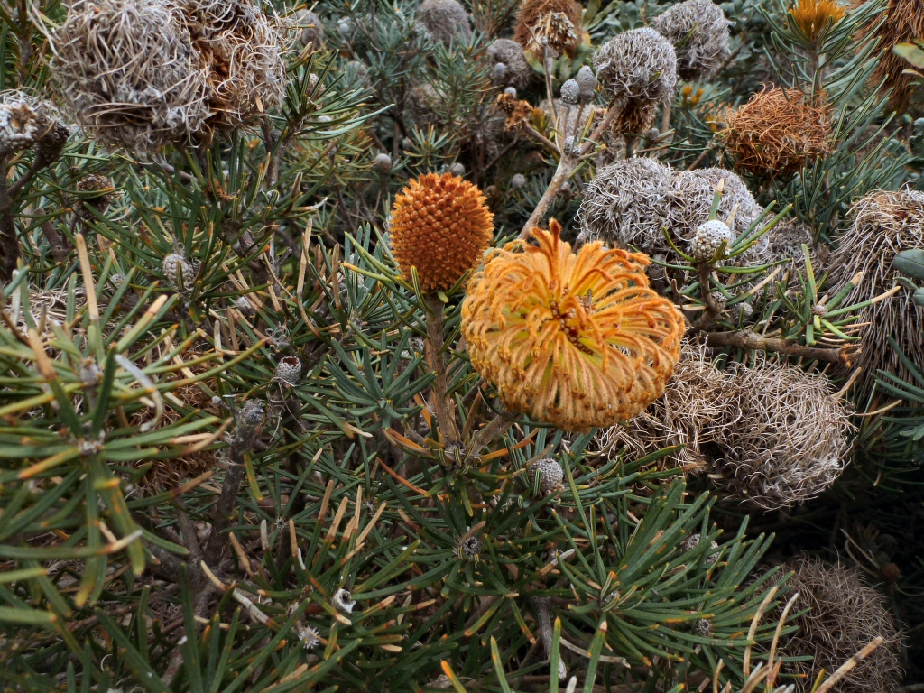 Banksia sphaerocarpa – Fox Banksia