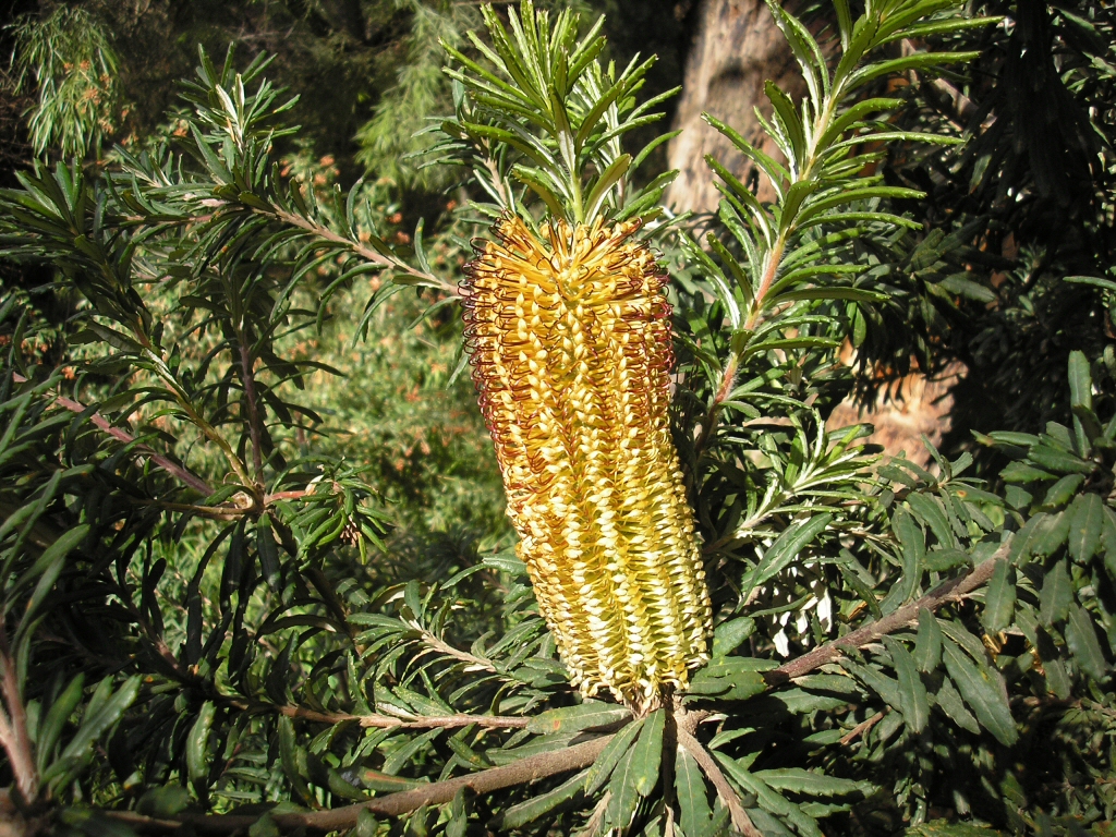 Banksia spinulosa ‘Black Magic’