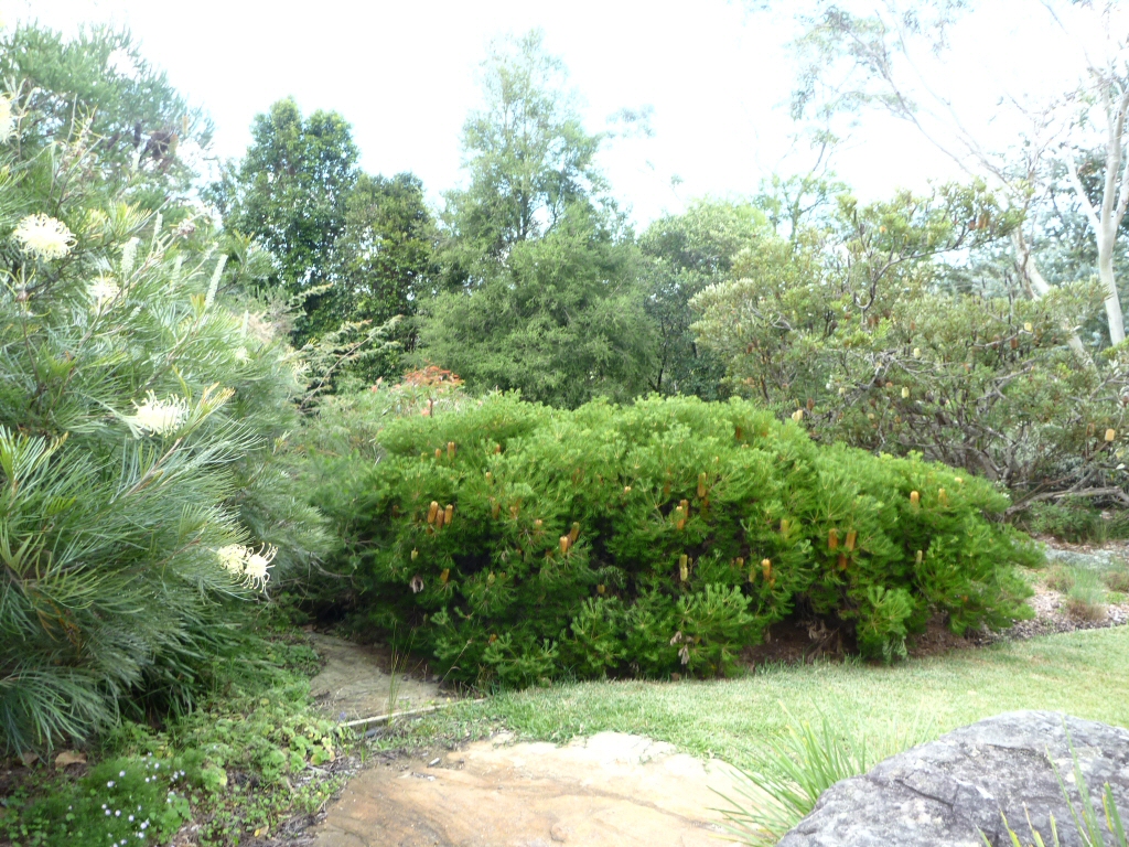 Best Australian native plants for pots and containers
