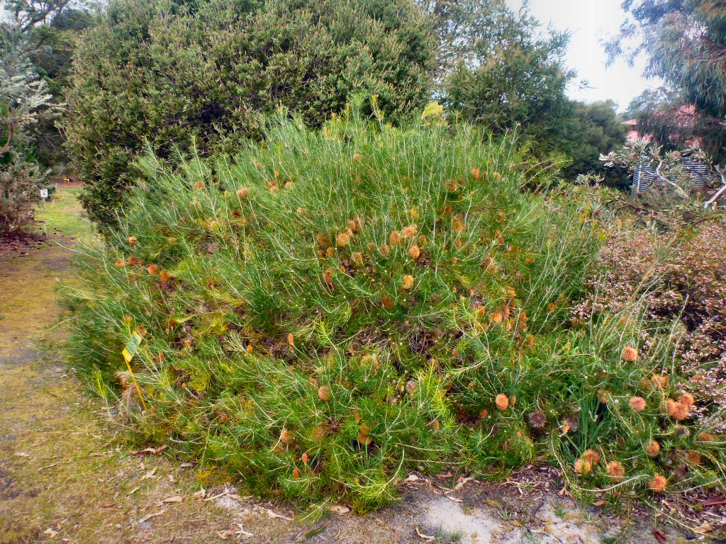 Banksia telmatiaea – Swamp Fox Banksia