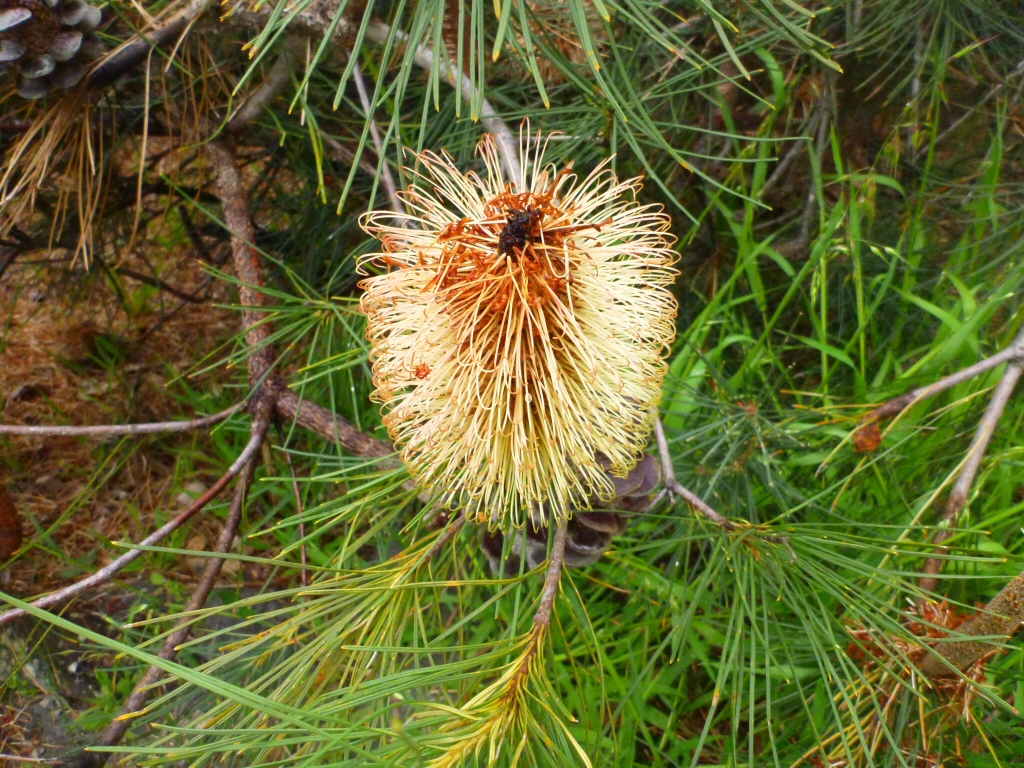 Banksia tricuspis – Pine Banksia