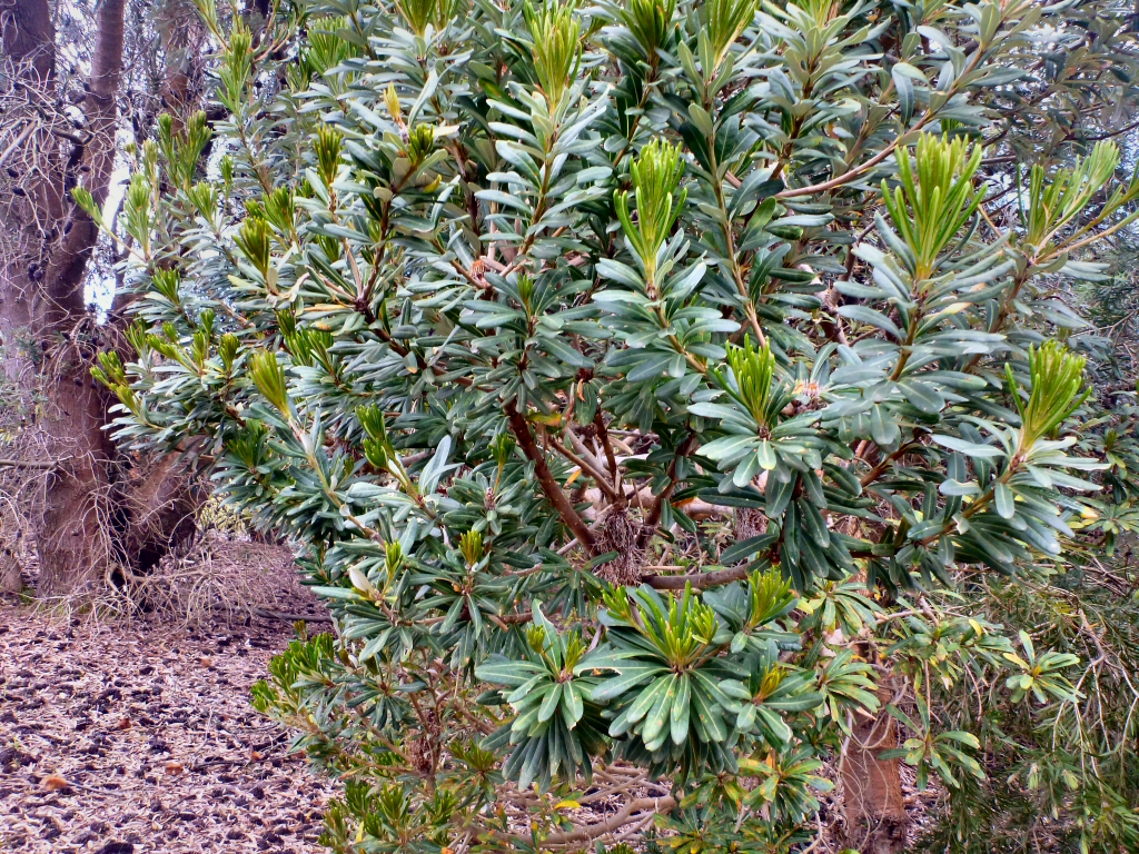 Banksia verticillata – Albany Banksia