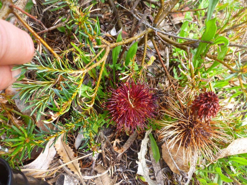 Banksia violacea – Violet Banksia