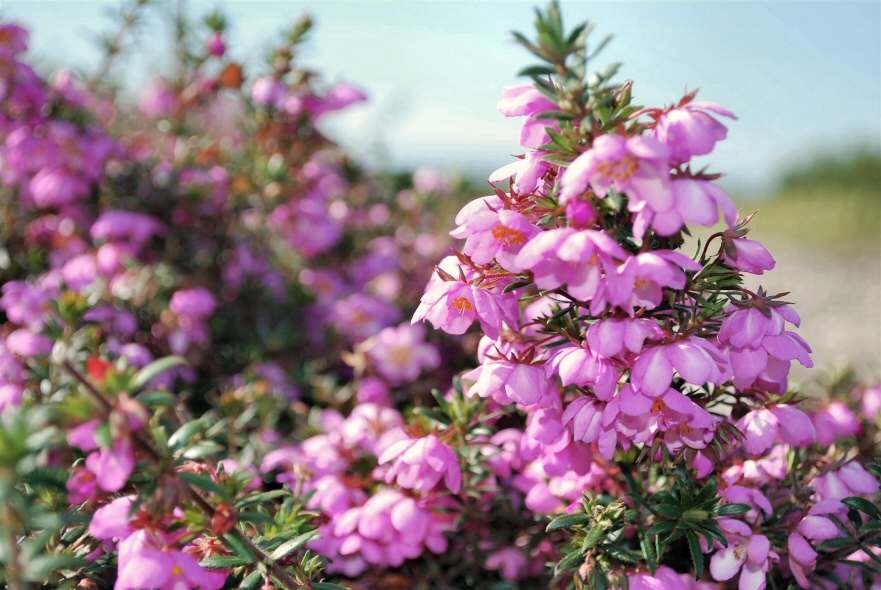 Bauera rubioides – River Rose