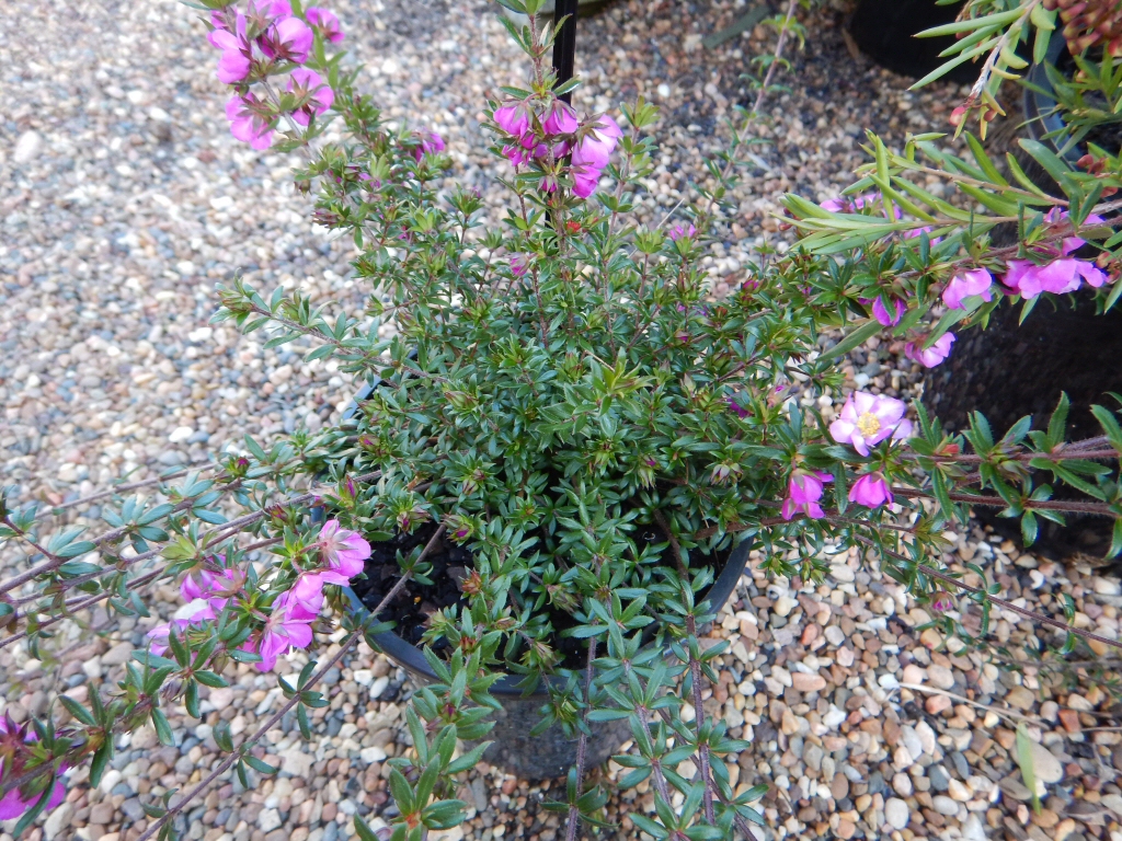 Bauera rubiodes x sessiliflora ‘Rose Carpet’ – River Rose