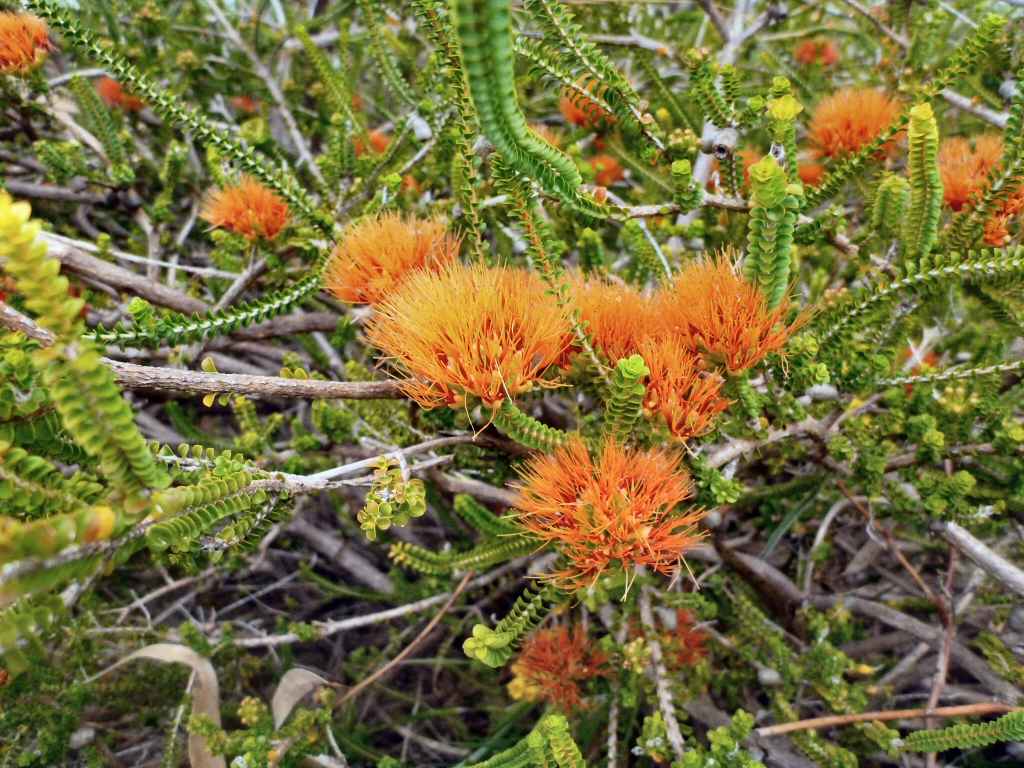 Beaufortia squarrosa ‘Orange’ – Sand Bottlebrush