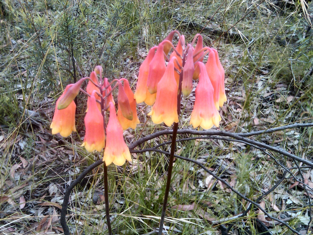 Blandfordia grandiflora – Christmas Bells