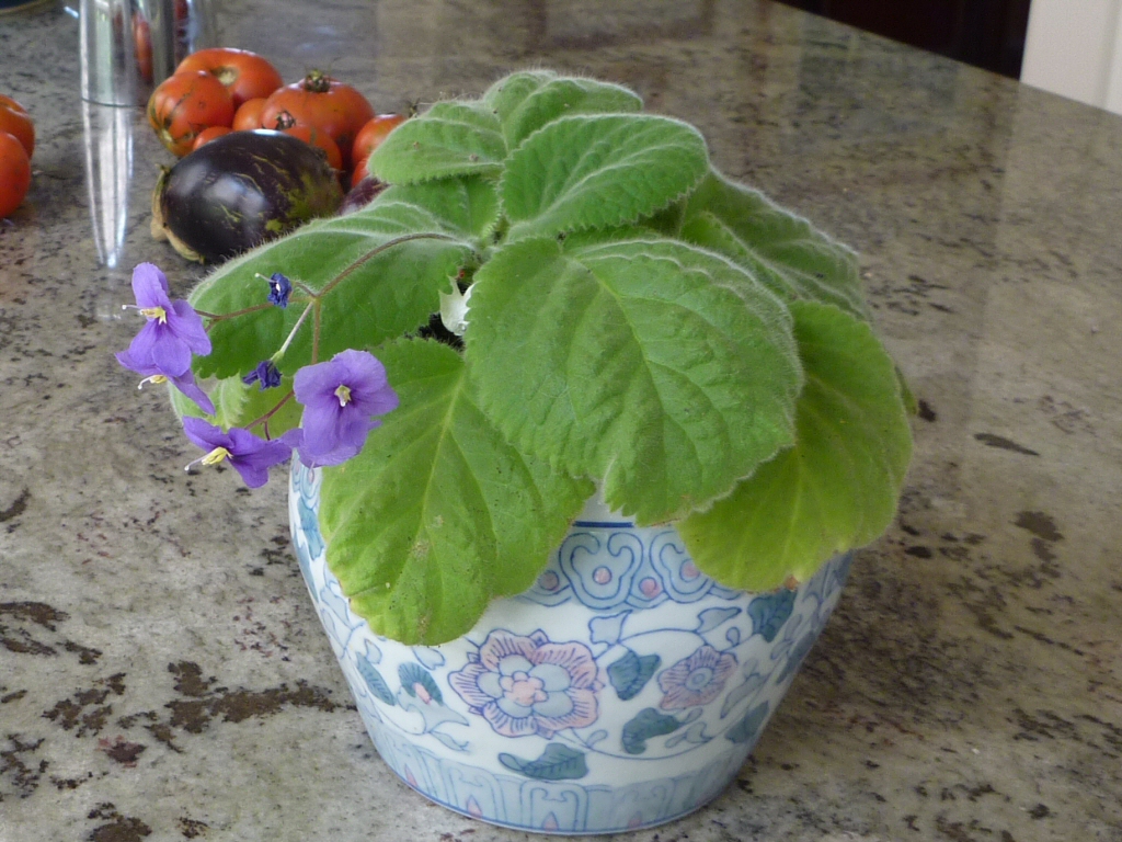 Boea hygroscopica – Rock Violet