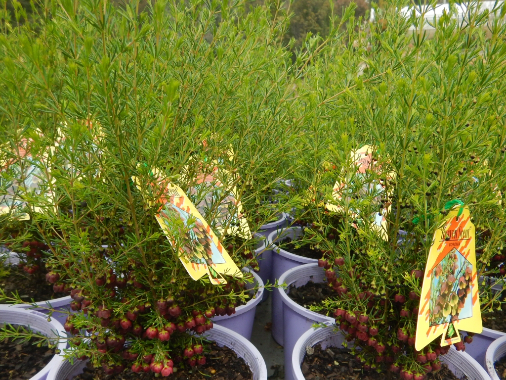 Boronia megastigma ‘Heaven Scent’