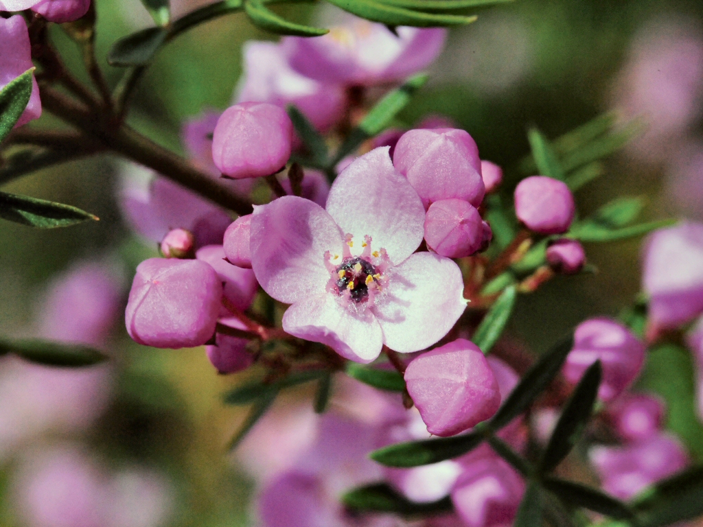 Boronia muelleri ‘Seaside Stars’