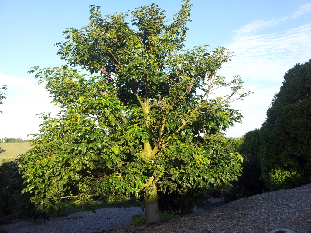 Brachychiton acerifolius – Illawarra Flame Tree