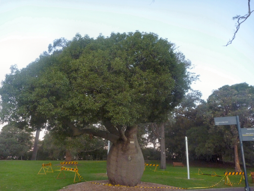 Brachychiton rupestris – Queensland Bottle Tree