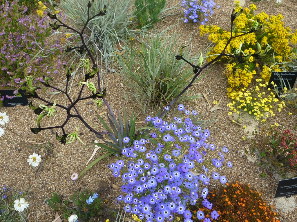 Brachyscome iberidifolia – Swan River Daisy