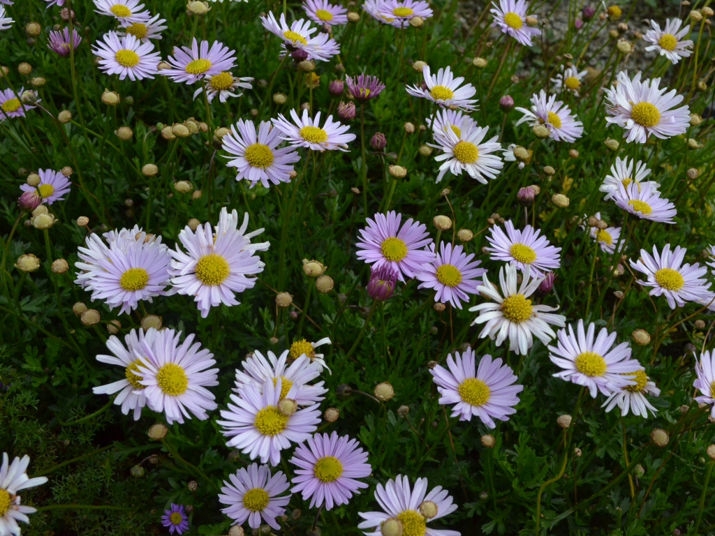 Brachyscome segmentosa ‘Starscope’ – Lord Howe Island Daisy