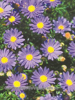 Brachyscome ‘Country Lights’ – Native Daisy