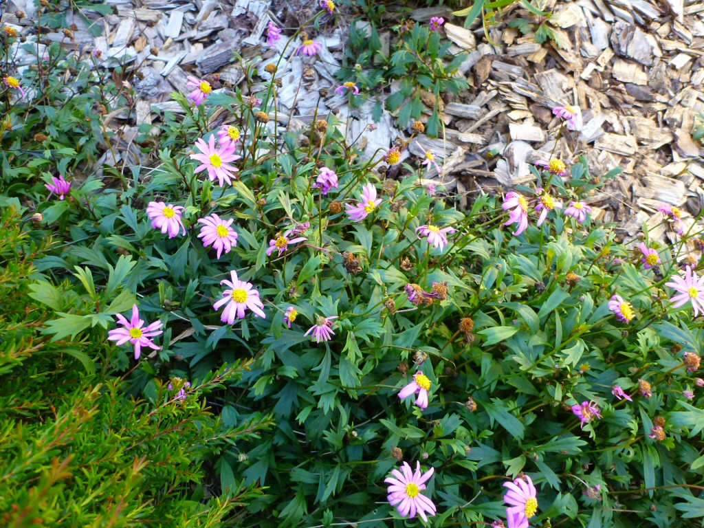 Brachyscome ‘Hot Candy’ – Native Daisy