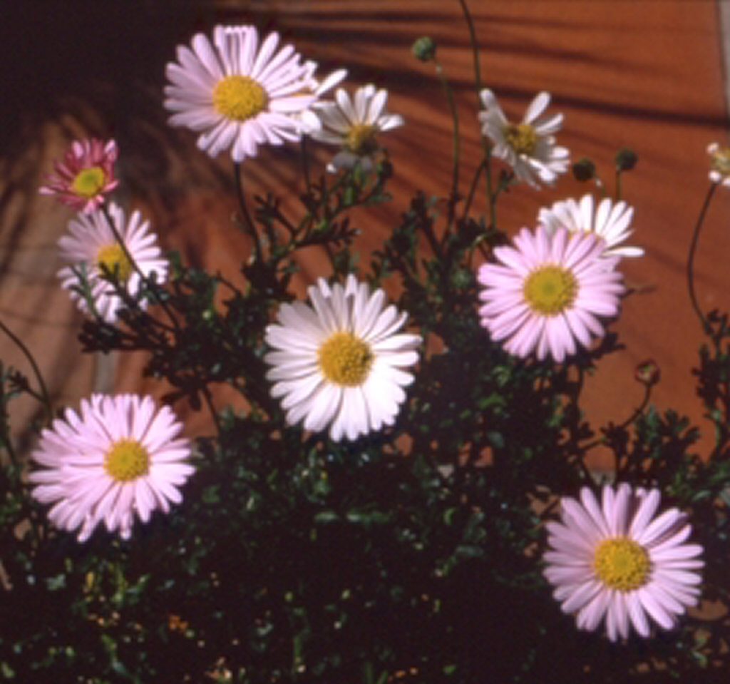 Brachyscome ‘Jumbo Misty Lilac’ – Native Daisy
