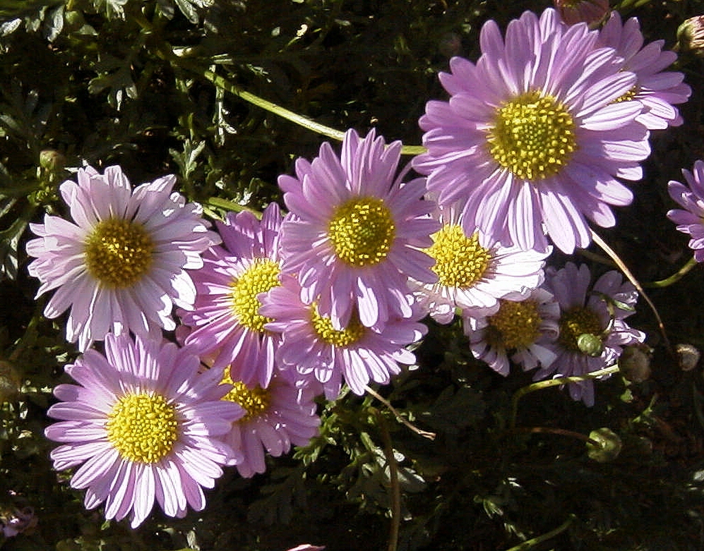 Brachyscome ‘Jumbo Tricolour’ – Native Daisy