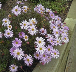 Brachyscome multifida ‘Metallic Blue’ – Native Daisy