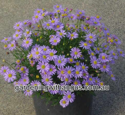 Brachyscome ‘Mauve Delight’ – Native Daisy
