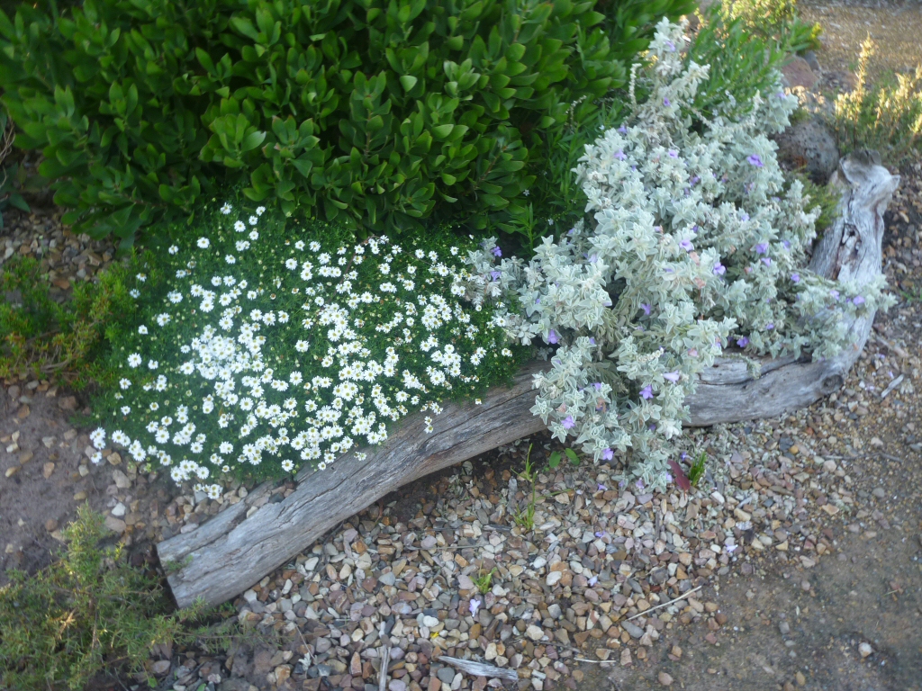 Brachyscome ‘Pacific Cloud’ – Native Daisy