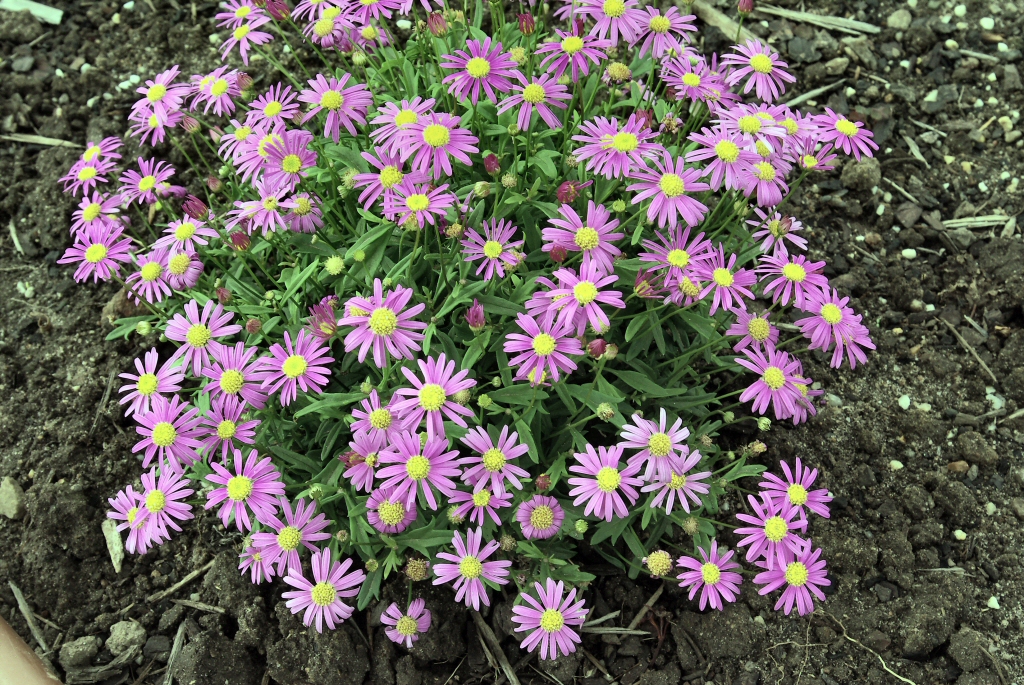 Brachyscome ‘Supreme Pink’ – Native Daisy