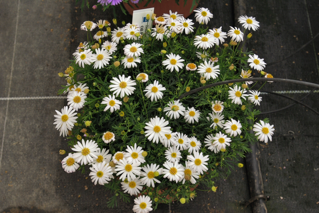 Brachyscome multifida ‘White Delight’ – Native Daisy