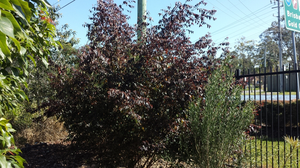Breynia cernua ‘Ironstone Range’ – Apple Berry