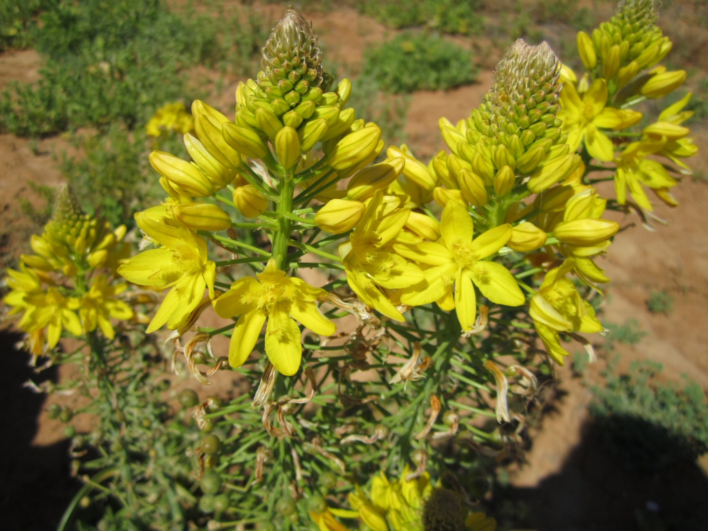Bulbine bulbosa – Bulbine Lily