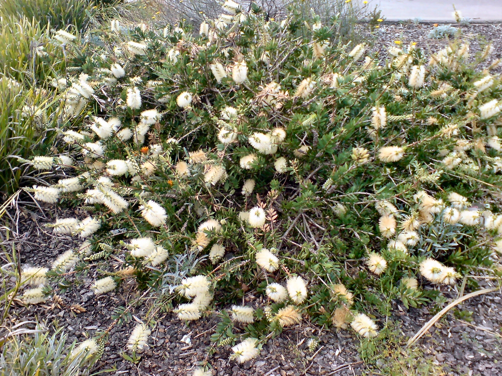 Callistemon ‘White Anzac’ – Bottlebrush