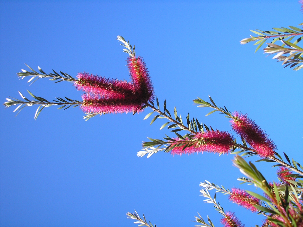 Callistemon forrestae bottlebrush 'Genoa Glory'