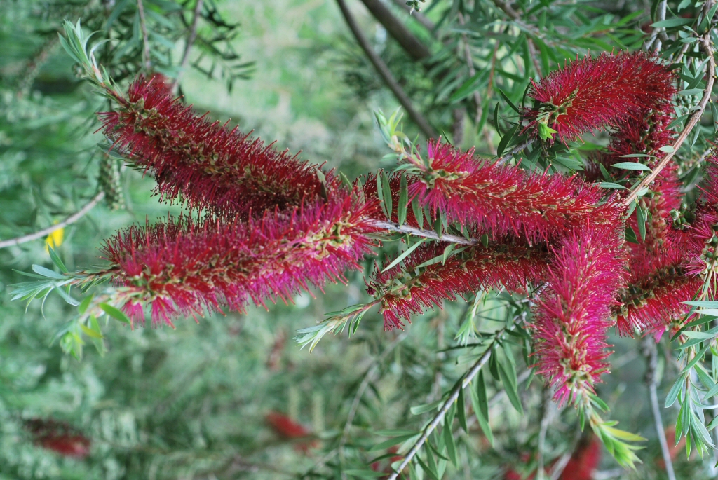 Callistemon forrestae bottlebrush 'Genoa Glory'