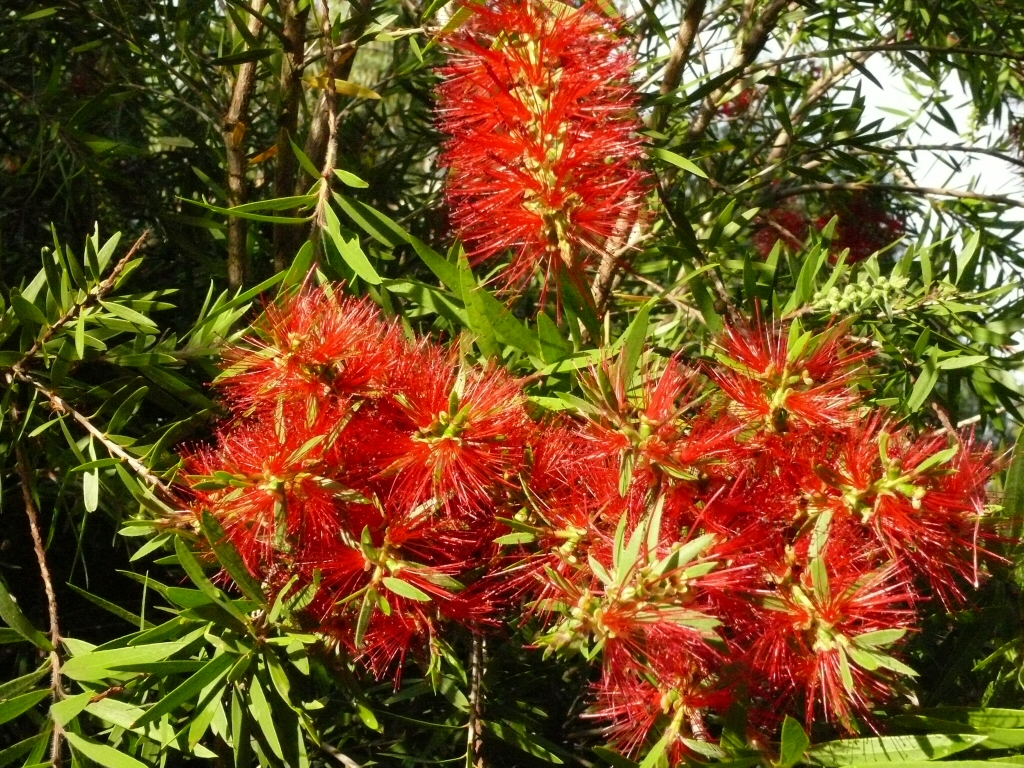 Callistemon ‘Four Seasons’ – Bottlebrush