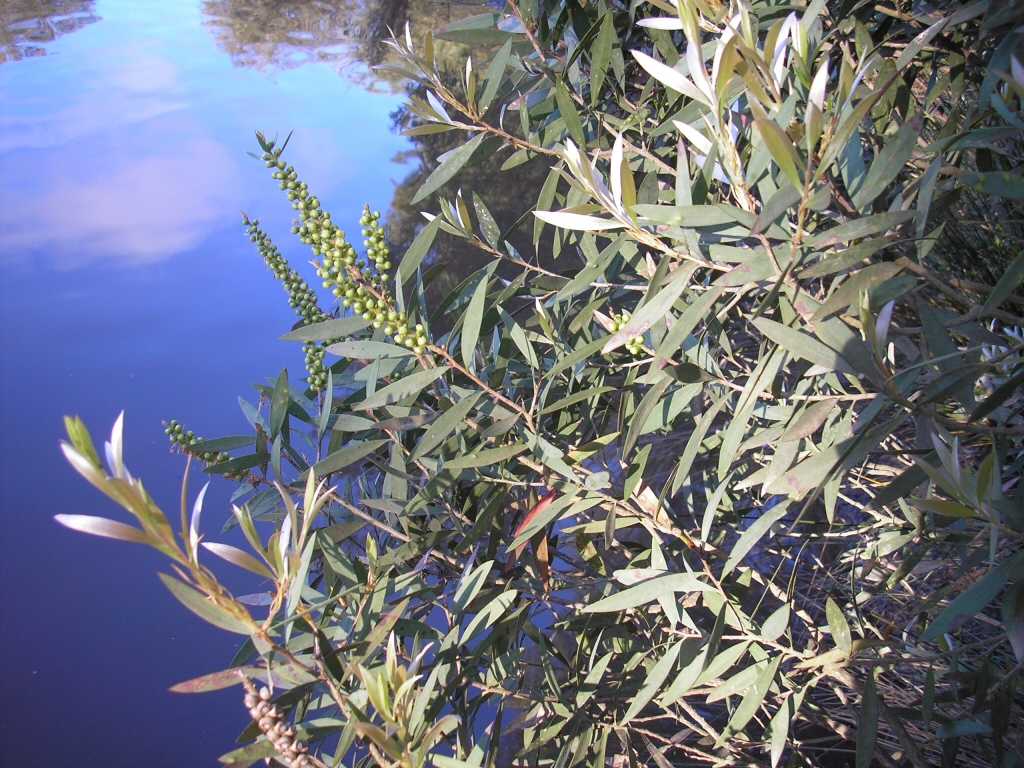 Callistemon ‘Candelabra’ – Bottlebrush