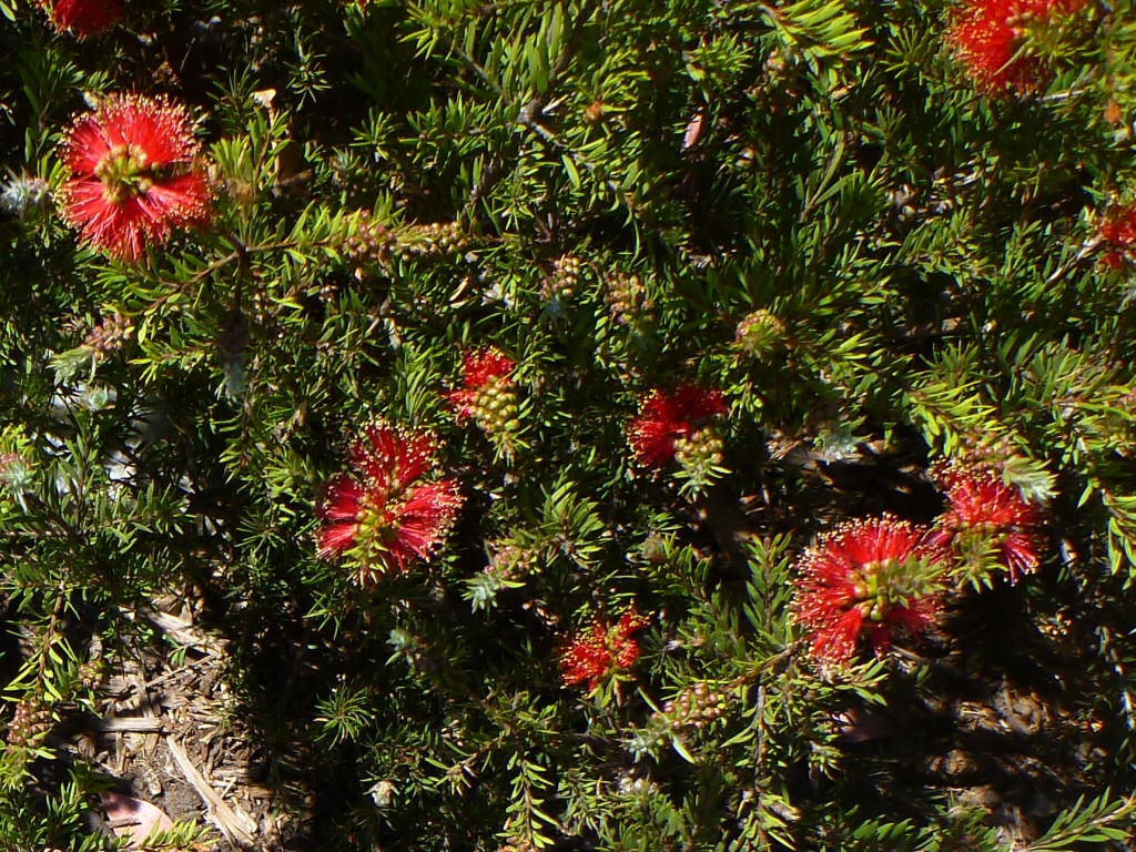 Callistemon pearsonii ‘Rocky Rambler’ – Bottlebrush