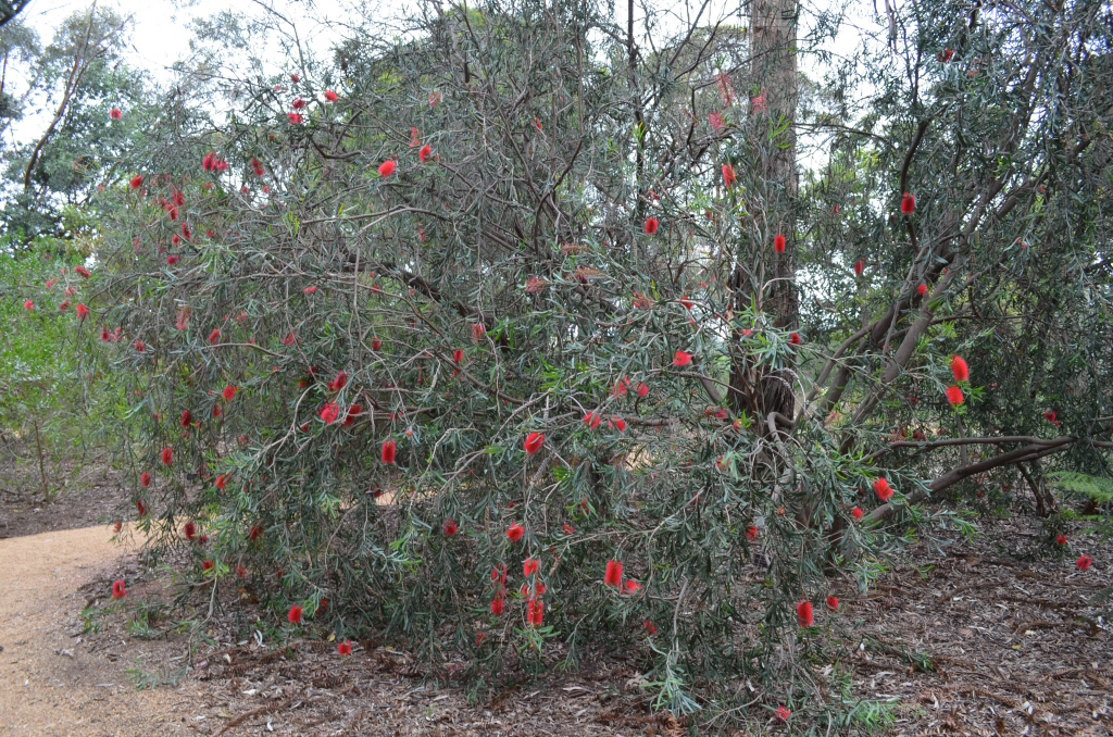 Callistemon phoeniceus – Bottlebrush