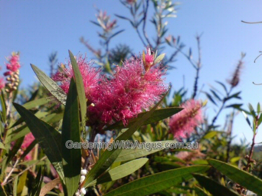 Callistemon ‘Cameo Pink’ – Bottlebrush