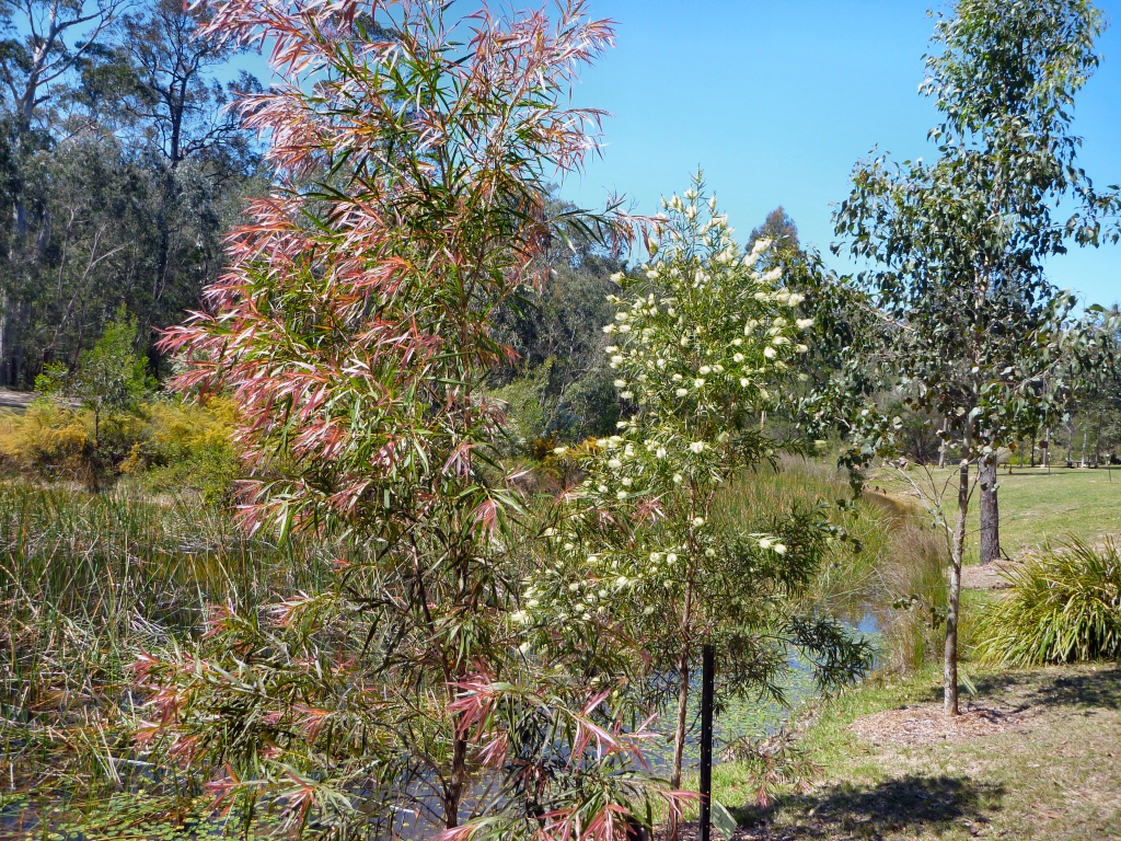 Callistemon salignus – Willow Bottlebrush