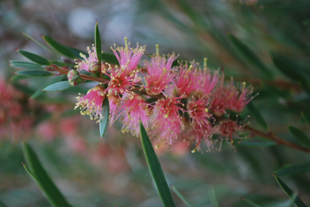 Callistemon sieberi ‘Sugar Candy’ – Bottlebrush