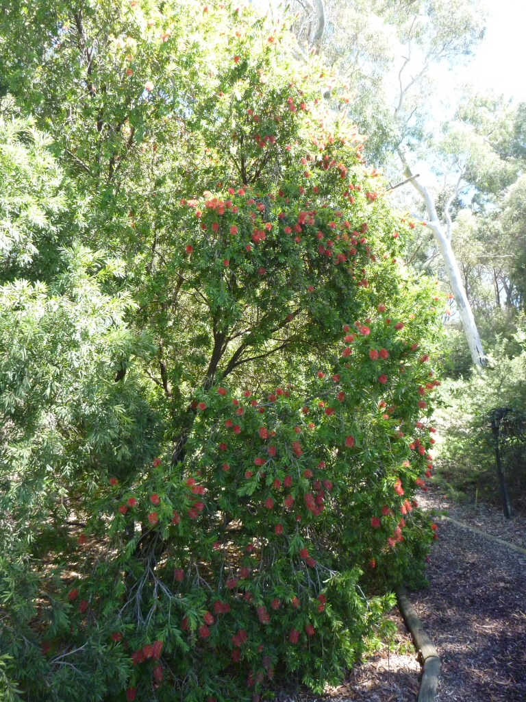 Callistemon viminalis ‘Prolific’ – Bottlebrush