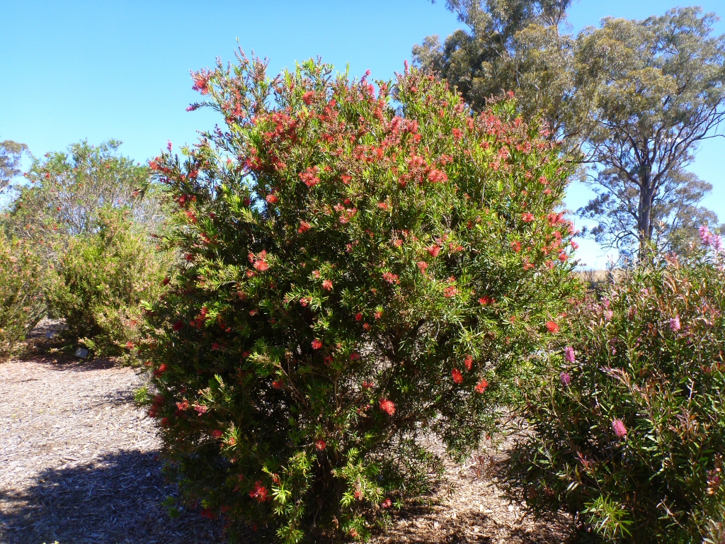 Callistemon ‘Rose Opal’ – Bottlebrush