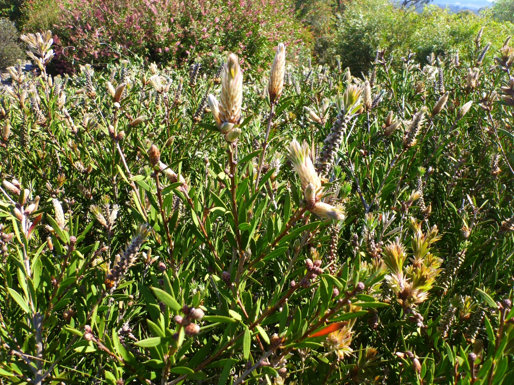 Callistemon ‘Betka Beauty’ – Bottlebrush